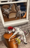 101_Dalmatians Disney_(series) Hyhlion Perdita Pongo // 621x1000 // 165.4KB // jpg